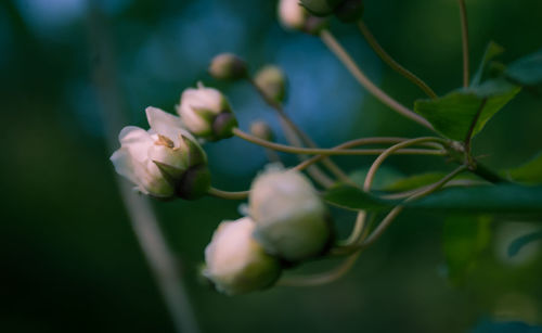 Close-up of flowering plant