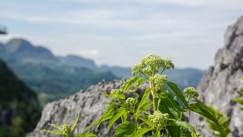 Close-up of flowering plants on mountain against sky
