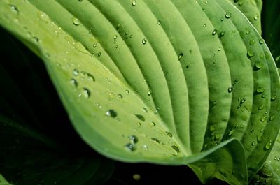 Close-up of raindrops on leaf