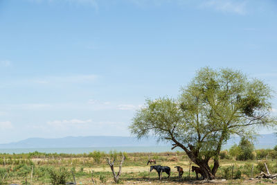 Scenic view of tree on field against sky