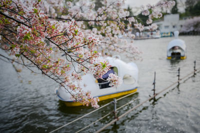 Cherry blossoms in river