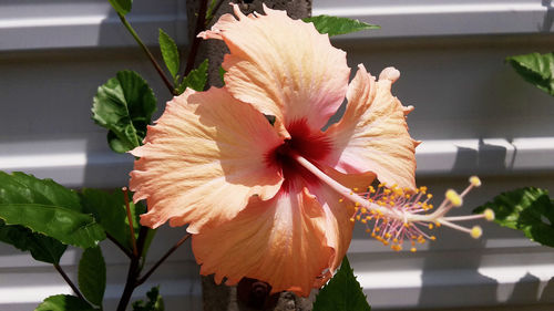 Close-up of flower blooming outdoors