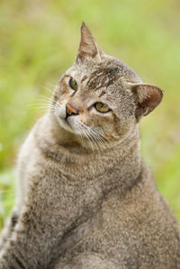 Close-up of tabby looking away