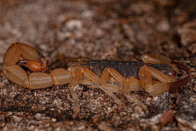 Close-up of insect on land