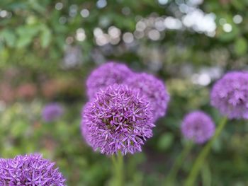 Close-up of purple flowering plant