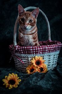 Cat and yellow flowers in basket