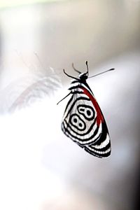 Close-up of butterfly