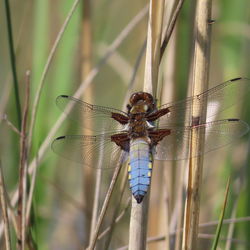 Close-up of dragonfly on plant