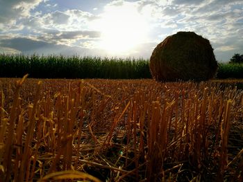 Crops on field against sky