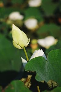 Close-up of white flowering plant