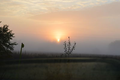 Silhouette tree on field against sky at sunset