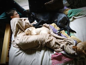 High angle view boy with dogs on bed at home