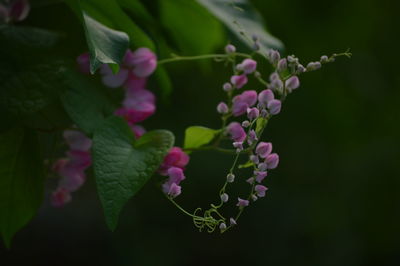 Close-up of flowers blooming outdoors