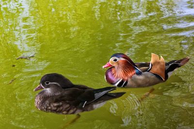 Close-up of duck swimming in lake