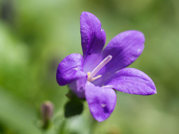 Close-up of purple flowering plant