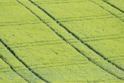 Bauernland, grain field with ripening ears and traces of the tractor in hilly terrain