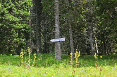 Trees growing in forest