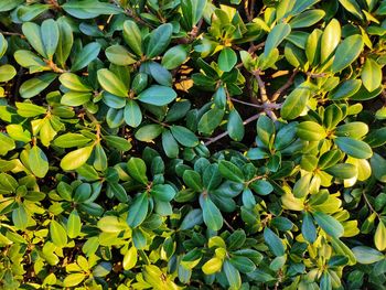 High angle view of plant growing on field