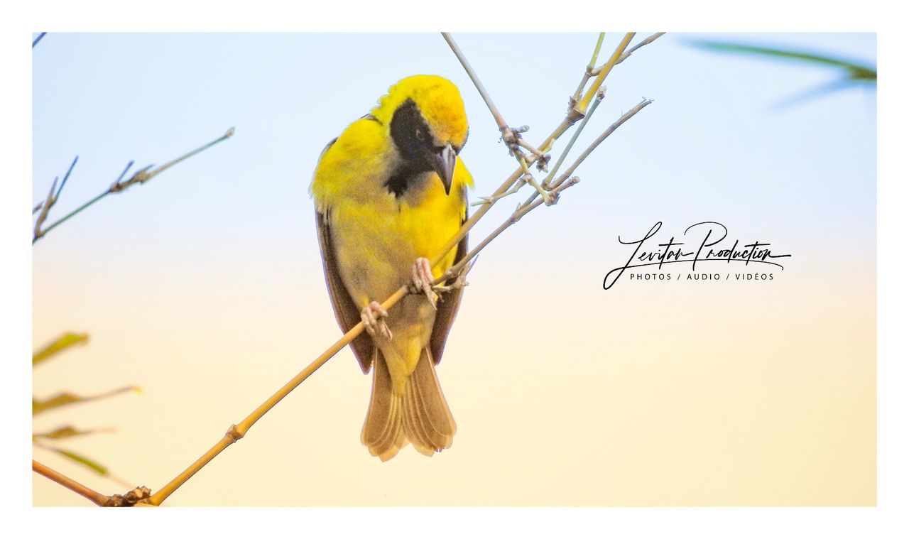 animal themes, bird, animal, one animal, vertebrate, perching, animal wildlife, transfer print, animals in the wild, yellow, auto post production filter, plant, nature, no people, close-up, focus on foreground, sky, clear sky, branch, day, outdoors