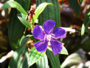 Close-up of insect on flower