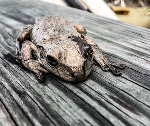 Close-up of lizard on wood