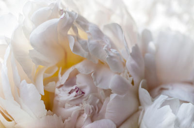 Full frame shot of white rose