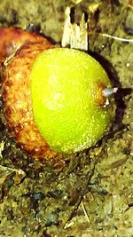 Close-up of lemon in water