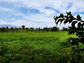 Scenic view of grassy field against sky