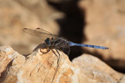 Close-up of damselfly perching on wood
