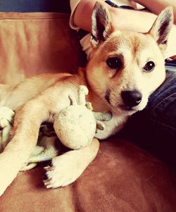 Portrait of dog resting on sofa