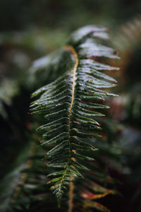 Close-up of fern leaves