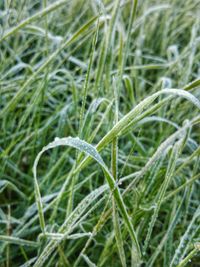 Close-up of grass growing on field