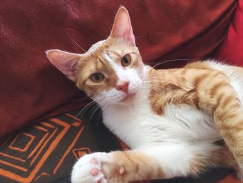 Portrait of cat resting on sofa