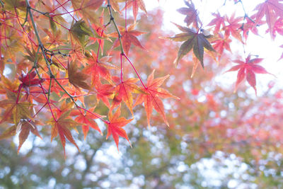 Close-up of maple leaves on tree during autumn