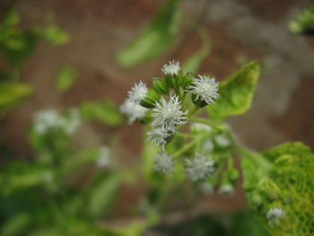 Close-up of flower