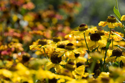 Close-up of yellow flowering plant on field