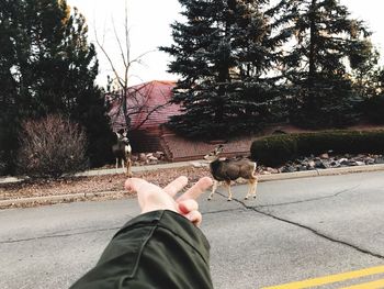 Optical illusion of woman touching deer on road