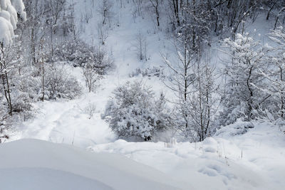 Snow covered trees on land