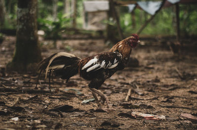 Close-up of a bird on land