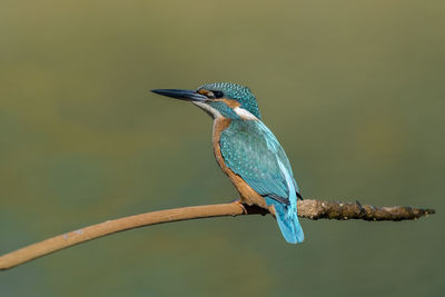 Close-up of kingfisher perching on plant