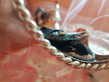 Close-up of snake