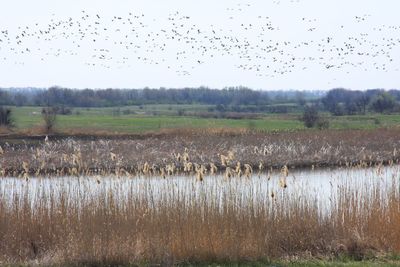 Bird flying over lake