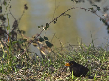 Bird perching on a field