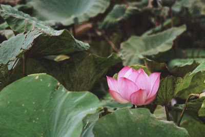 Close-up of pink lotus water lily