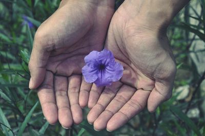 Close-up of hand holding flower