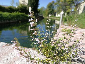 Close-up of flowers blooming outdoors