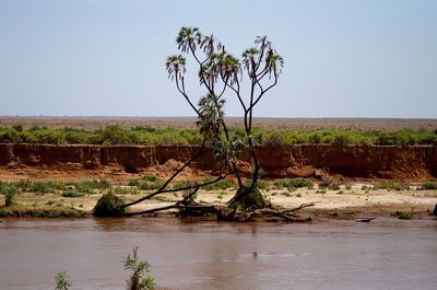 Tree by lake against sky