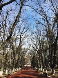 Road amidst bare trees against sky