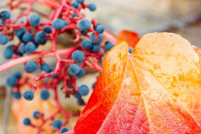 Close-up of multi colored candies on table