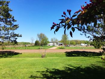 Scenic view of field against clear sky